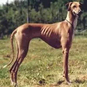 Azawakh