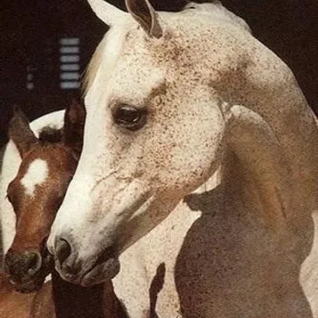 AK Atallah 1972 Arabian Mare.

