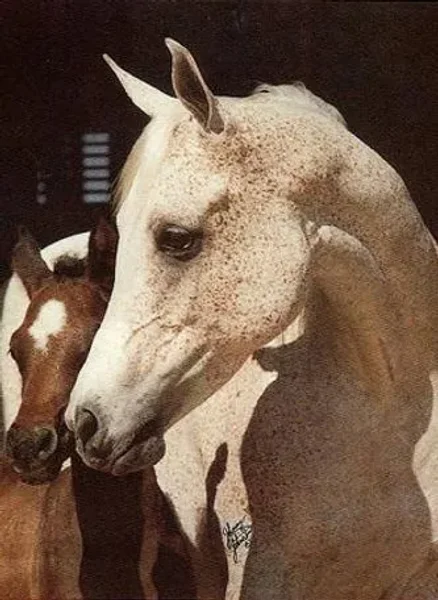 AK Atallah 1972 Arabian Mare.
