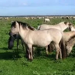 Konik