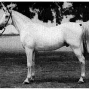 SHAHLOUL