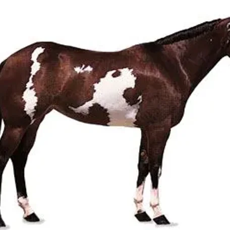 History of the Thoroughbred Horse