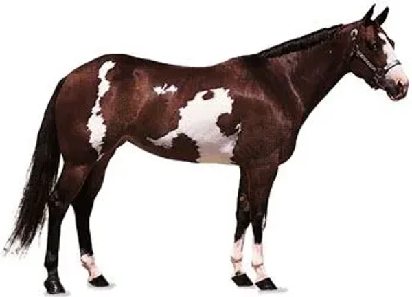 History of the Thoroughbred Horse