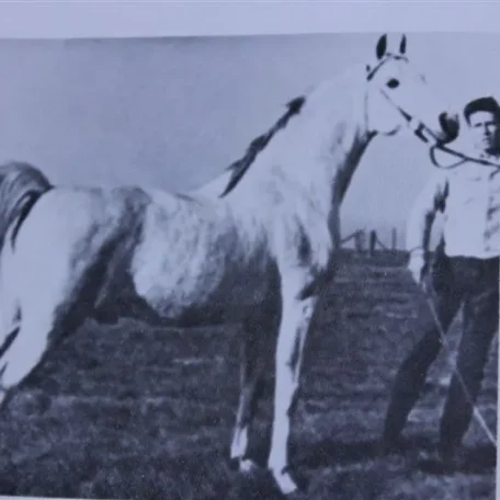 Pomona Ahmen (Raseyn x Nakkla) grey stallion, foaled November 25, 1944bred by Uited States Government