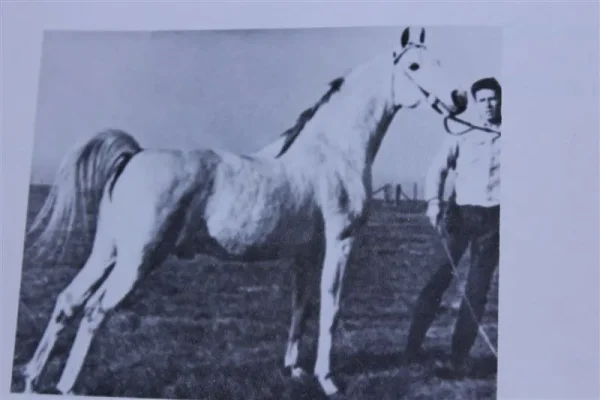 Pomona Ahmen (Raseyn x Nakkla) grey stallion, foaled November 25, 1944bred by Uited States Government