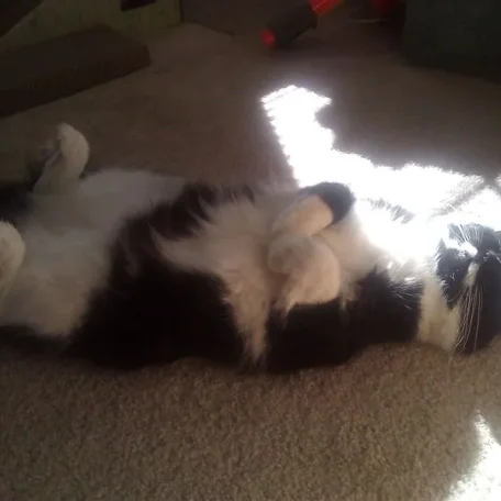 He sleeps like this sometimes. Dignity is not one of his strong suits.