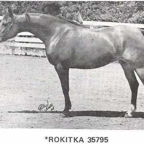 *ROKITKA