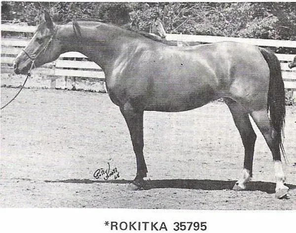 *ROKITKA