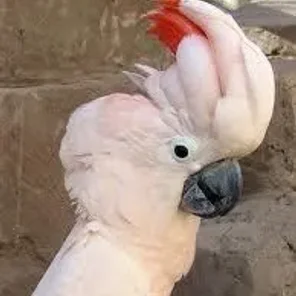 Salmon-crested