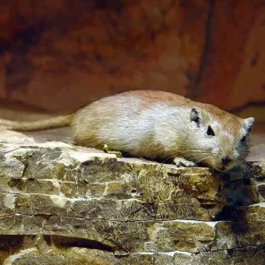 Fat Sand Rat