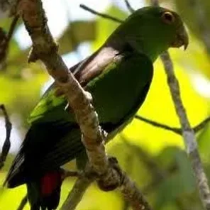 Brown-backed Parrotlet