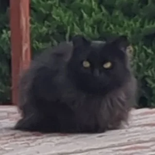 Fluffybutt (Fiona)
