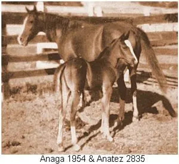 Anaga