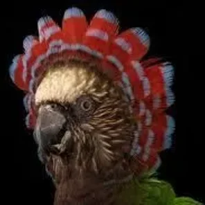 Polly Parrot
