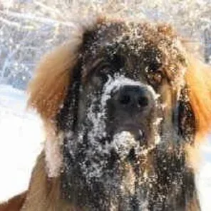 Animals in Winter We Domesticate