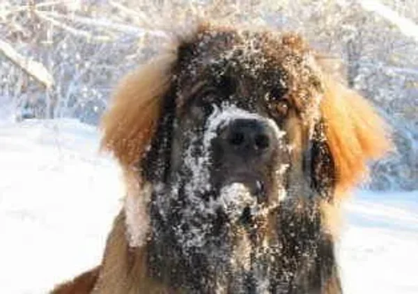 More Snowy Pets of Members