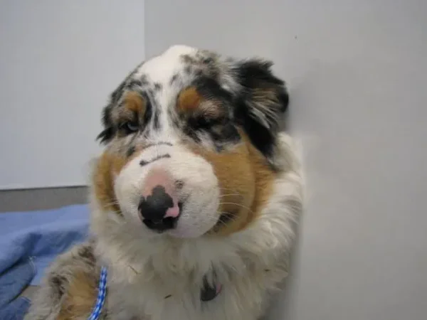 Heart of Minnesota Animal Shelter