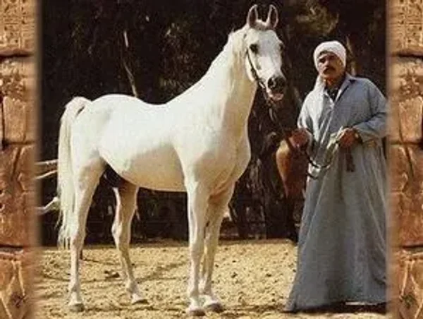 MOURAD