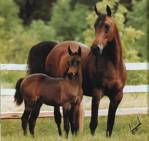 KAJORA (Kaborr+++ x *Edjora by Exelsjor) and her filly MEJORA (by Menes RASB)