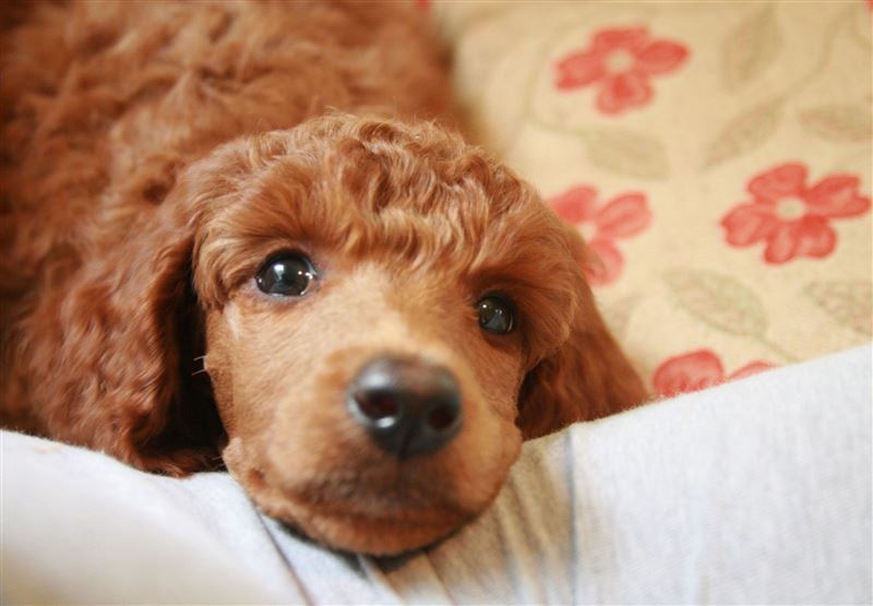 25 Most High-Maintenance Dog Breeds