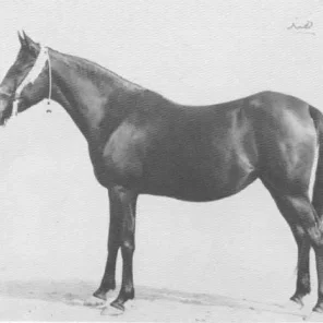 Hind
