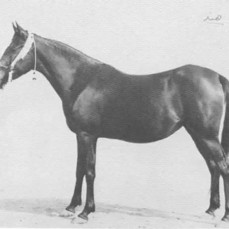 Hind