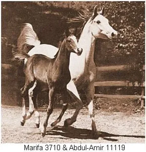 Marifa