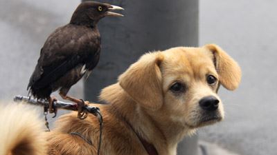 Mynahs as Pet Birds
