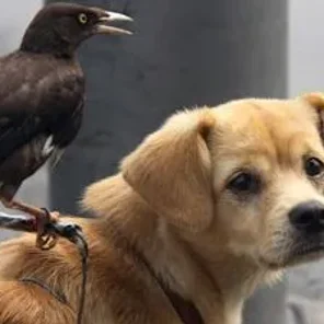 Mynahs as Pet Birds