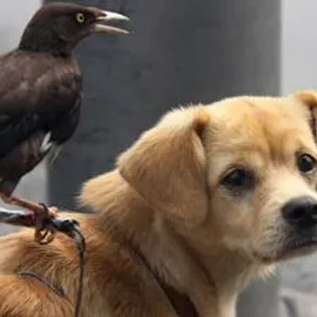 Mynahs as Pet Birds
