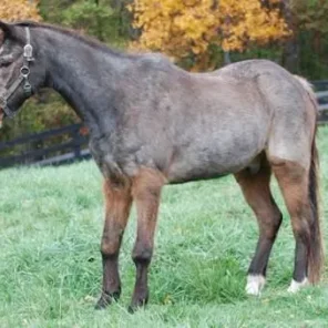 Could Your Shaggy, Thirsty Horse be Suffering from Cushing’s Disease?