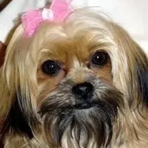 Shorkie Tzu (Designer Dog)