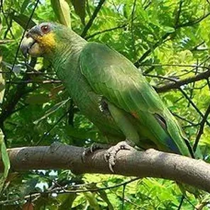Mealy Amazon