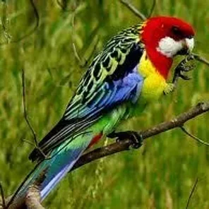 Eastern Rosella