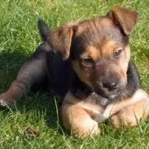 Patterjack (Designer Dog)