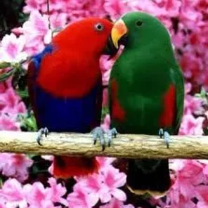Eclectus Parrot
