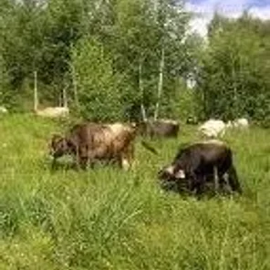 Bardoka