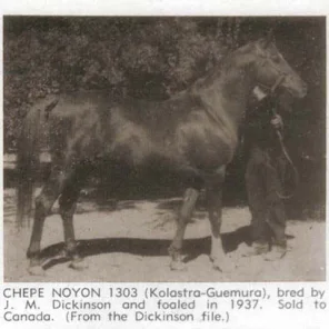 Chepe Noyon