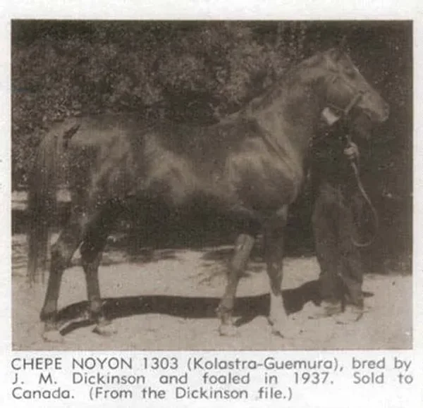Chepe Noyon