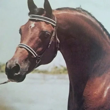 Gai Robert