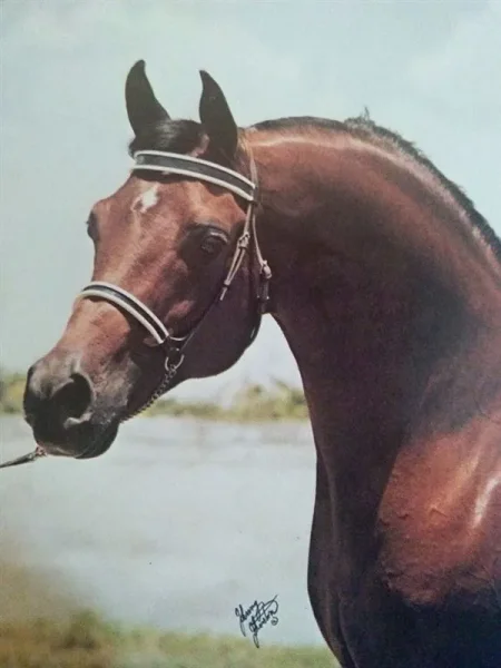 Gai Robert