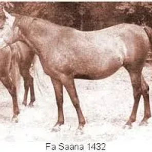 Fa Saana