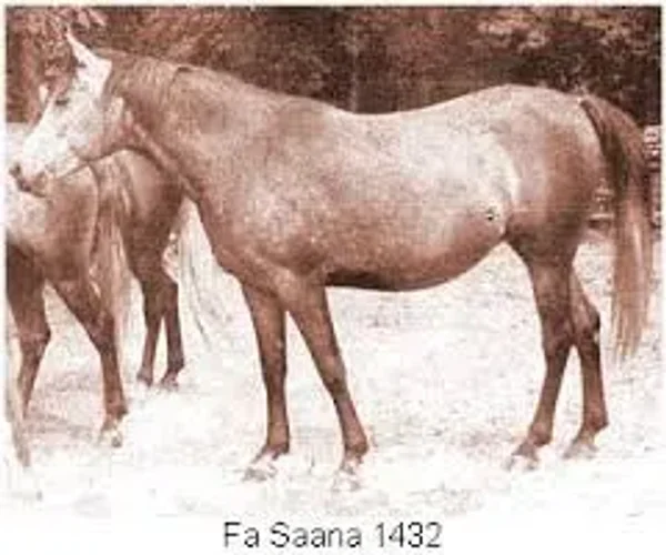 Fa Saana