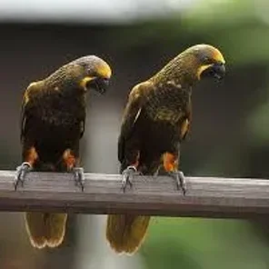 Brown Lory