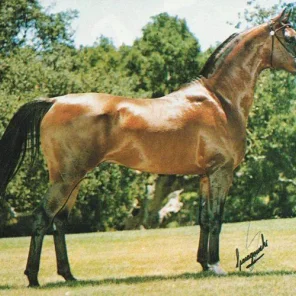 DRUZI SZLEM