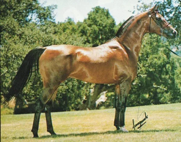 DRUZI SZLEM