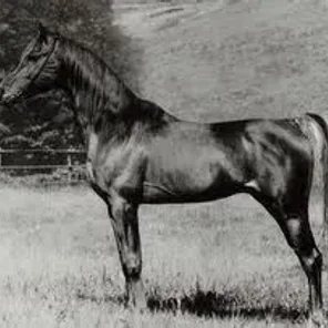 SHAKER EL MASRI