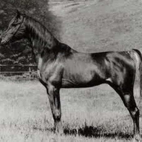 SHAKER EL MASRI