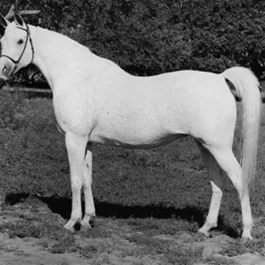*Ansata Bint Zaafarana