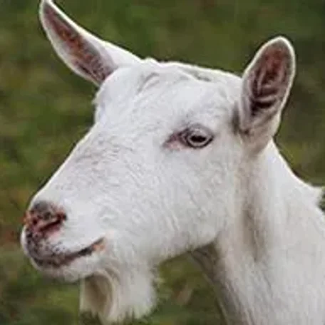 Saanen goats